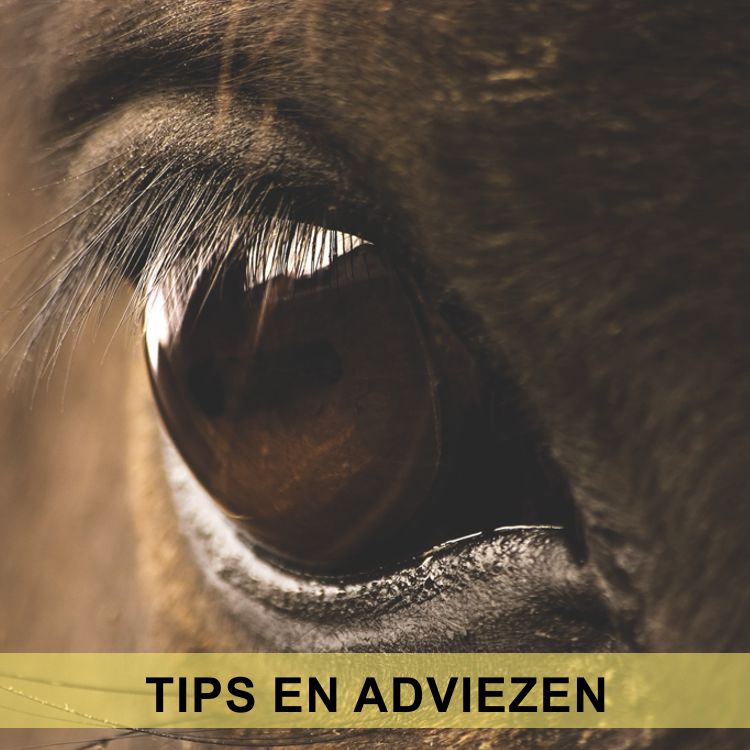 Tips en Adviezen