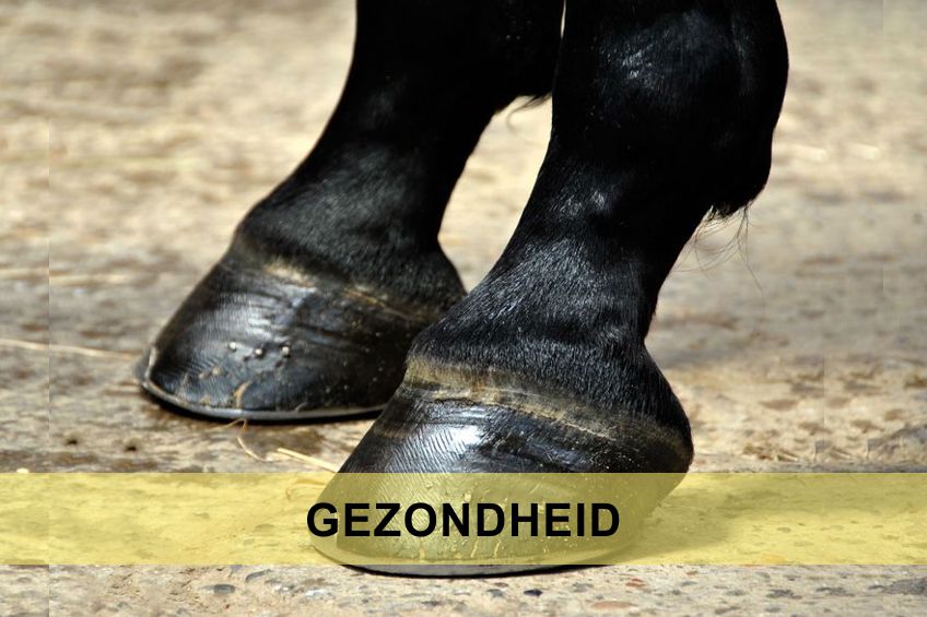 Gezondheid