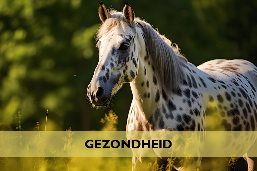 Gezondheid