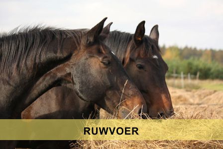 Ruwvoer