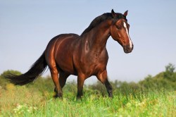 Horsefood_Appel_mix.jpg