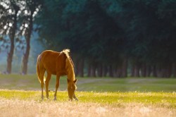 Horsefood_Biologische_paarden_brok.jpg