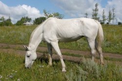 Horsefood_Mais-lijnzaad_brok.jpg