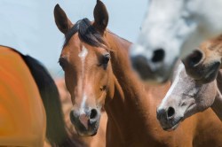 Horsefood-Brokken-voerzak.jpg