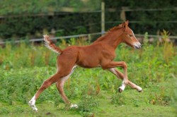 Horsefood_Veulen_korrel_start.jpg