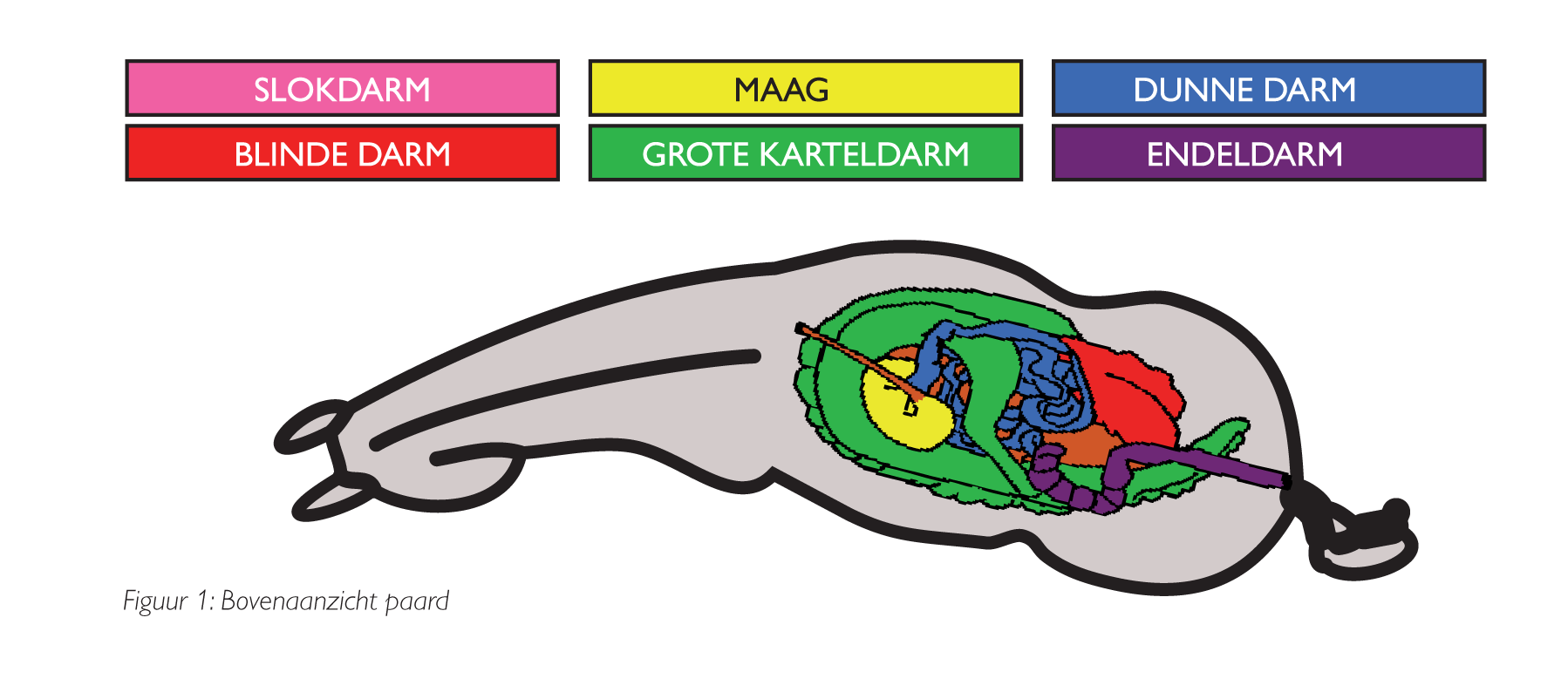 bovnaanzicht paard