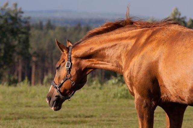 Horsefood the best -  Senioren 16 plus