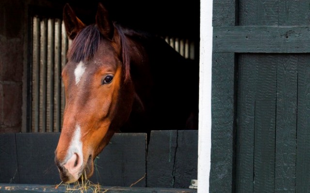 Horsefood the best -  herstellende paarden