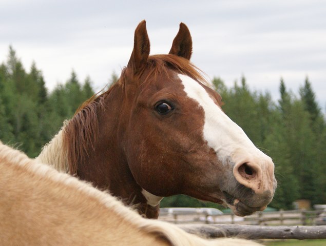 Horsefood the best -  nerveuze paarden