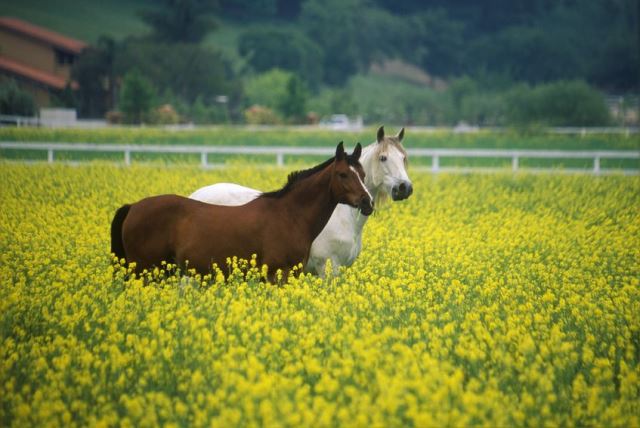 Horsefood the best -  paarden die niet werken