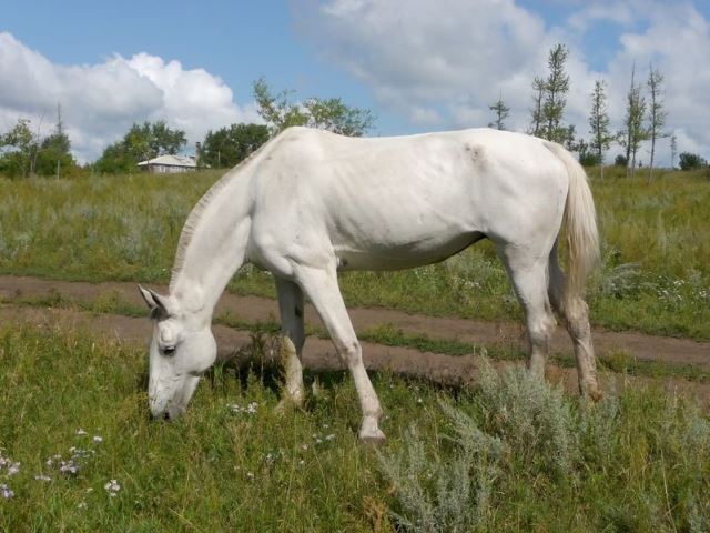 Horsefood the best -  te dunne paarden