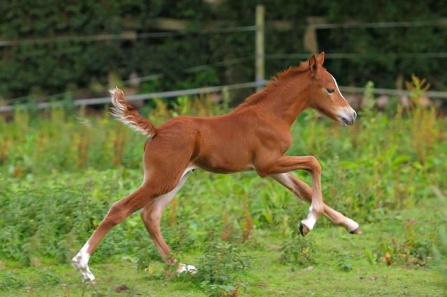 Horsefood the best - Jonge veulens