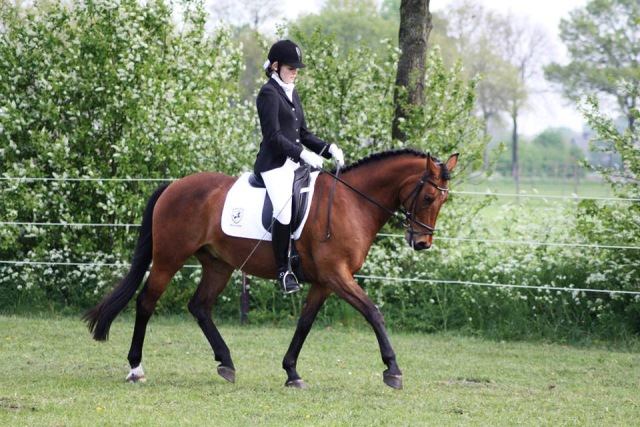 Horsefood the best - dressuur basissport