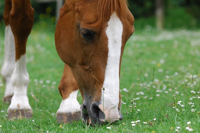 Horsefood the best - hoefbevangen paarden