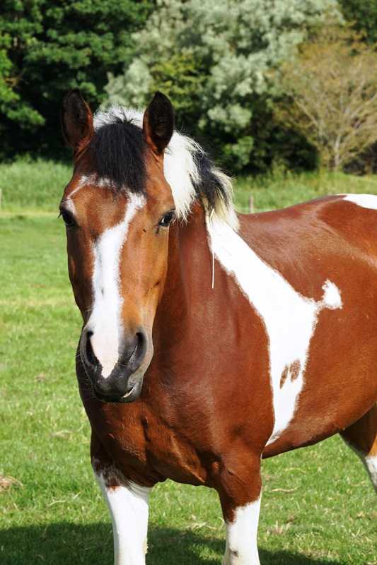 Horsefood the best   te dikke paarden