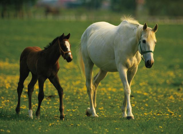 Horsfood the best -  dragende lacterende merries